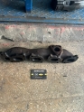 OPEL İNSİGNİA 2.0 DİZEL EGZOZ MANİFOLDU ÇIKMA ORJİNAL GM 55565985