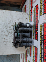 Oto Çıkma Parça / Motor / Emme Manifoldu / Honda / Civic / Çıkma Parça 