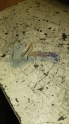 ALFA ROMEO SOL  ARKA KAPI GERGİSİ