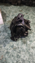 Fiat Linea Punto Fiorino Opel Corsa Doblo fren vakumu