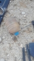 Pejo 206cc yedek su bidonu