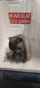 Oto Çıkma Parça / Elektrik / Far / Opel / Corsa / Çıkma Parça 