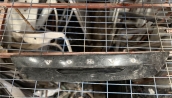 VOLVO V40 BAGAJ KAPAĞI KAPLAMASI 31386845