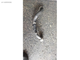 RENAULT MEGAN 4 1.3 TCH INTERCOOLER BORUSU