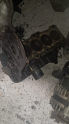 CHEVROLET AVEO 1.2 8 WALF YARIM MOTOR.OTO ERKAN ÜNYE