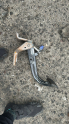 HYUNDAİ İ20 PEDAL KONUK OTO