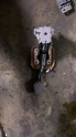VOLKSWAGEN JETTA PEDAL