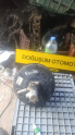 Oto Çıkma Parça / Fiat / Panda / Fren & Debriyaj / Vestenhauz (Westinghouse) / Çıkma Parça 