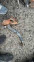 FORD COURİER PEDAL KONUK OTO