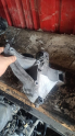 fiat Albea 1.4 kulak