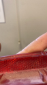 Oto Çıkma Parça / Kaporta & Karoser / Tampon Reflektörü / Volkswagen / Golf / Çıkma Parça 