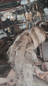 OPEL VECTRA B 2.0 EGZOZ MANİFOLD.OTO ERKAN ÜNYE
